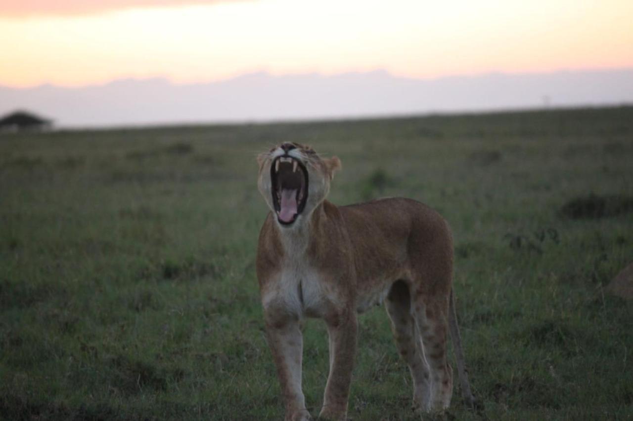 Narasha Homestay - Maasai Mara Talek Eksteriør bilde